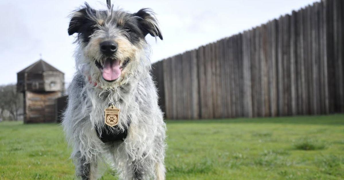 Image of The BARK Ranger tour at Fort Vancouver was launched in May and is already very popular.