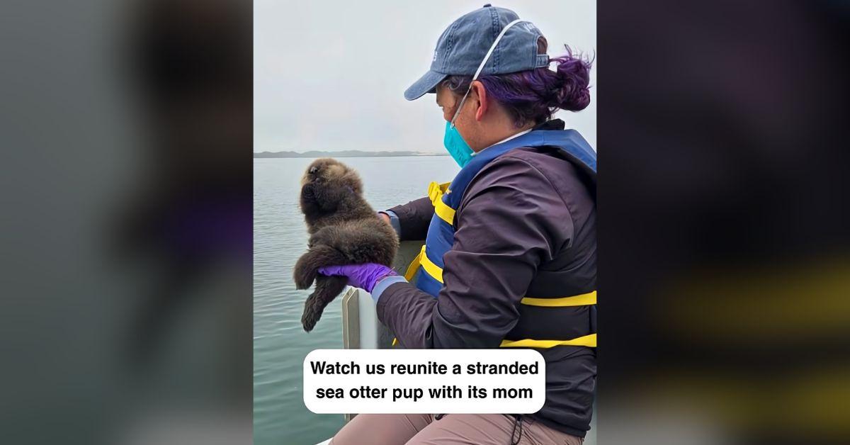 Image of The Marine Mammal Center in Morro Bay, Calif., shared footage of a reunion between a stranded sea otter pup and its mama.