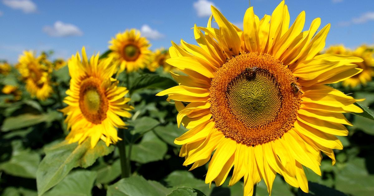 sunflower oil