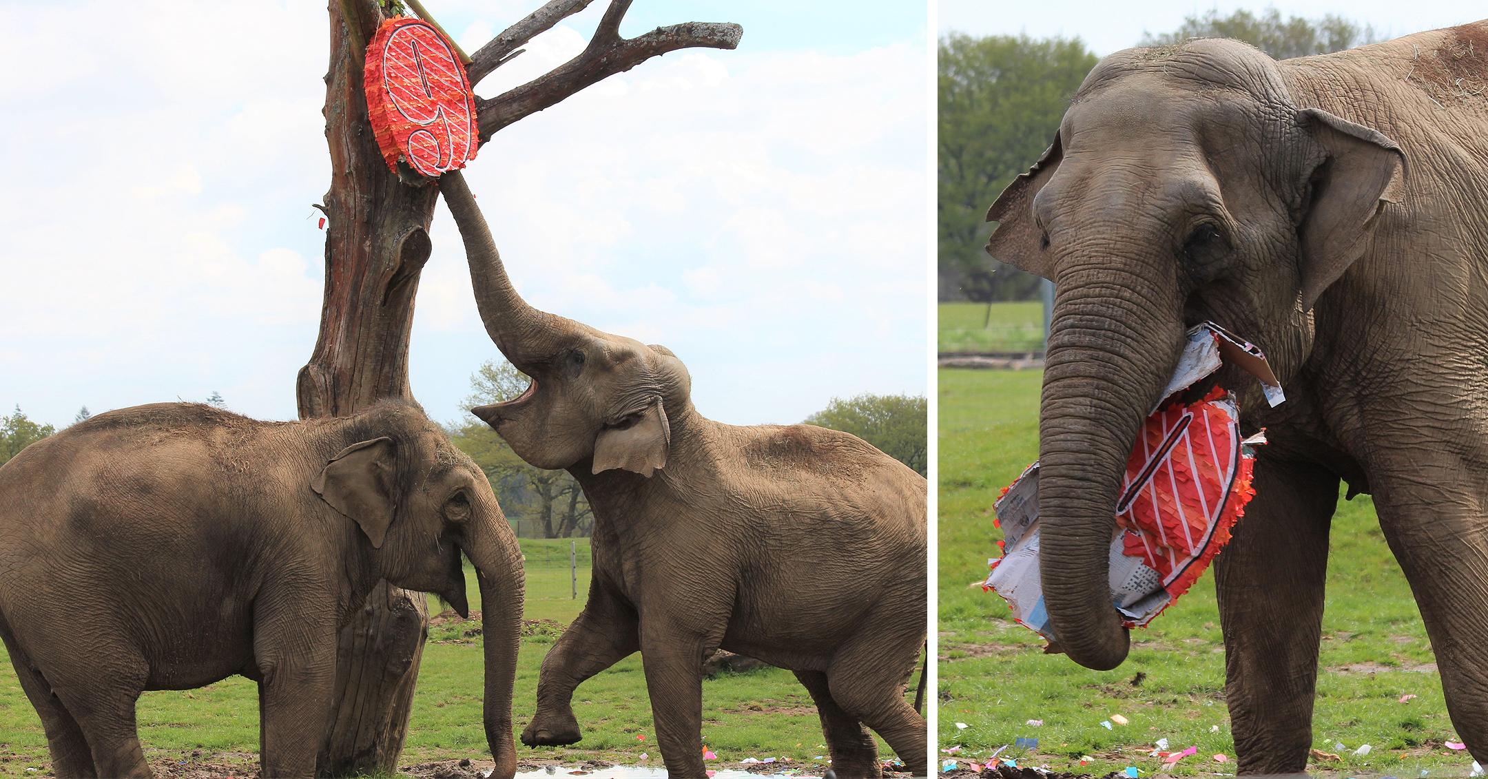 smashing fun for elephants at zsl whipsnade