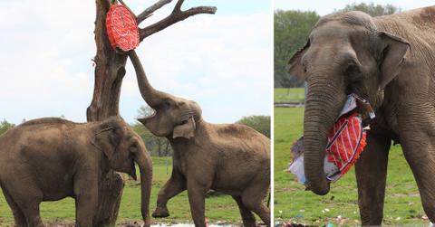 smashing fun for elephants at zsl whipsnade