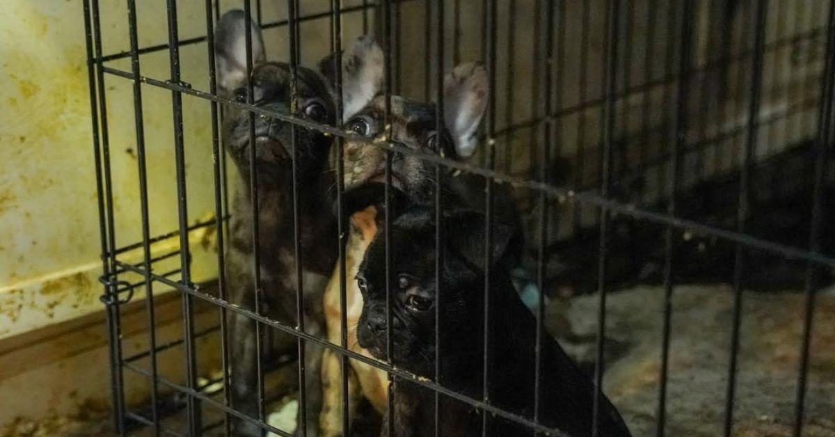 Image of Dozens of dogs including French bulldogs were found in a Georgia home.