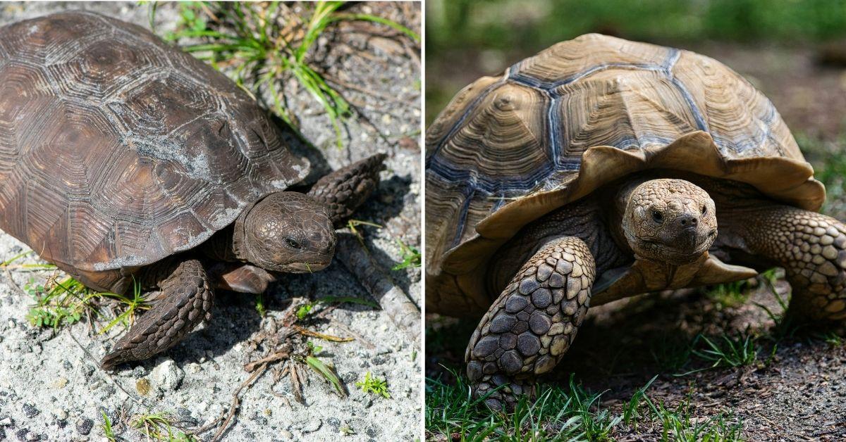 Image of Gopher tortoises (left) are native to Florida and often found in the wild, while African spurred tortoises (right) are non-native and can be kept as pets.