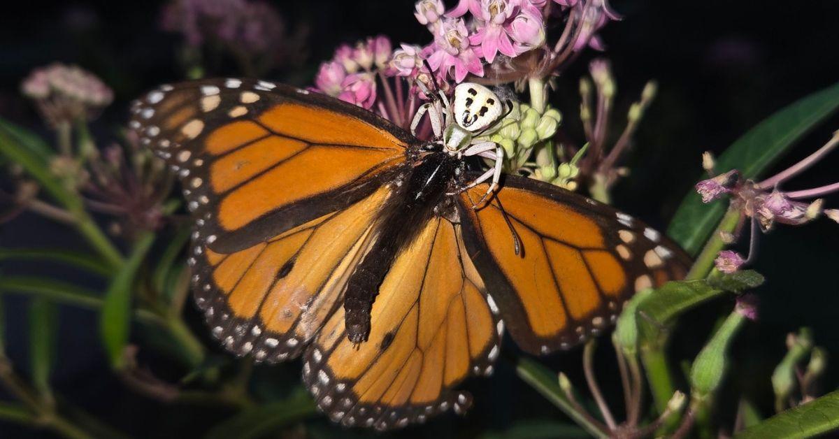 Image of Biologist Amanda Gehin photographed a monarch butterfly being predated by a spider.