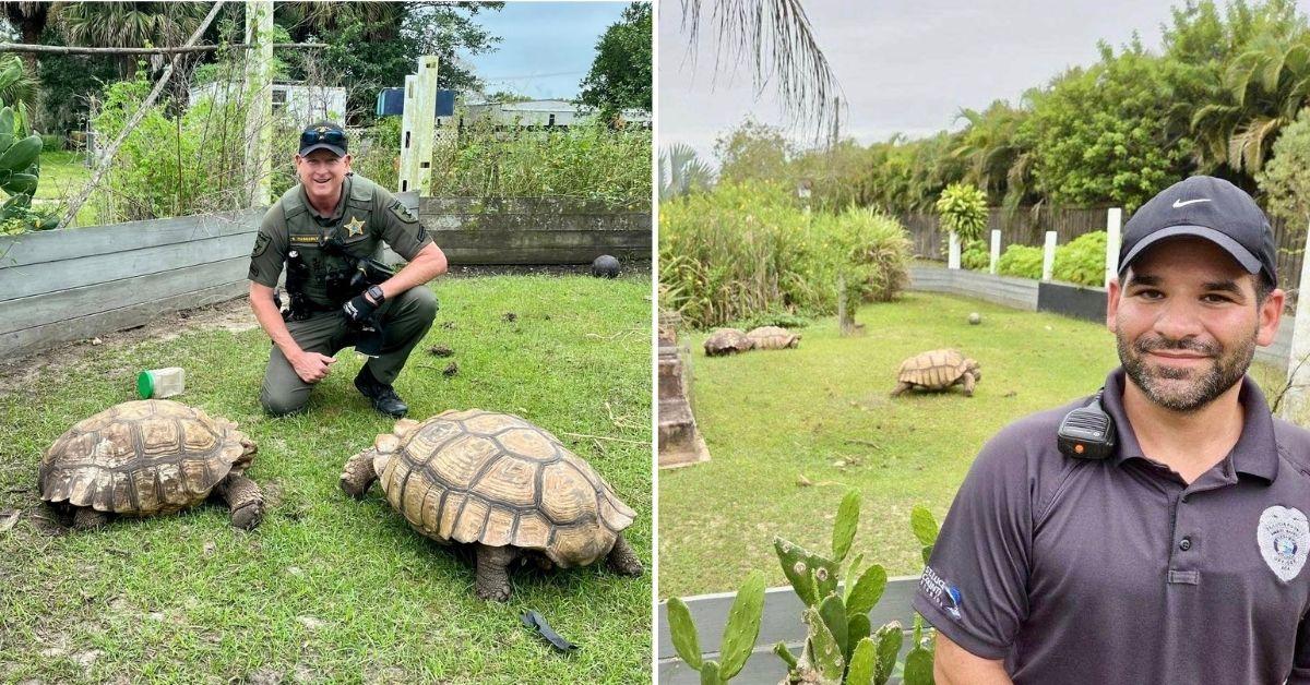 Image of A Florida Sheriff's department helped a tortoise reunite with his owners.