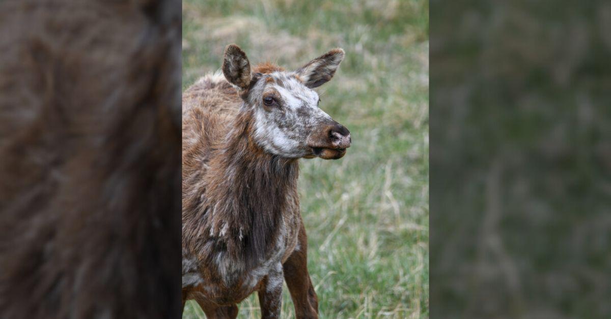 Image of There was debate as to whether the elk was piebald or had vitiligo.