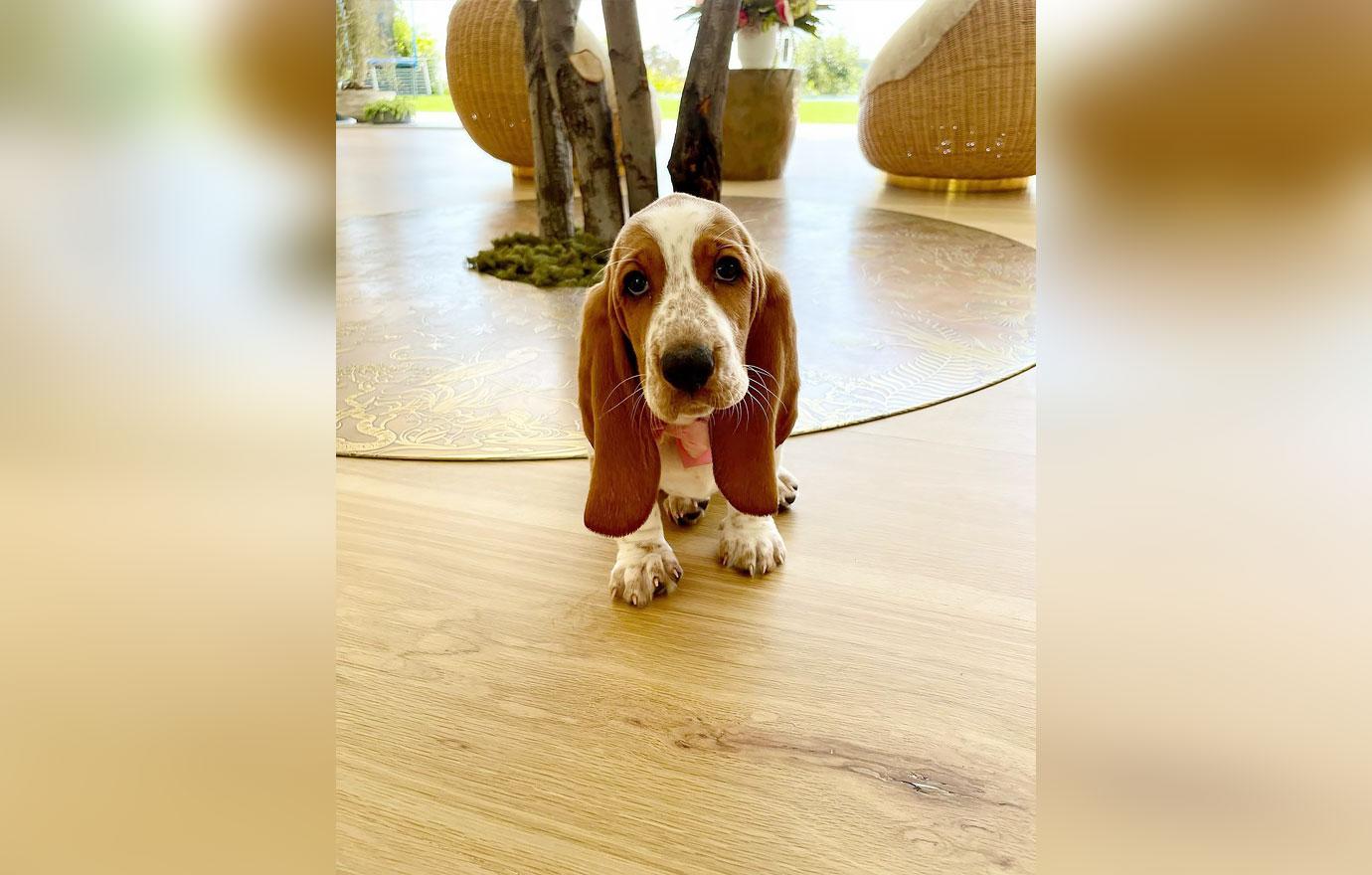 chrissy teigen john legend adopt adorable basset hound