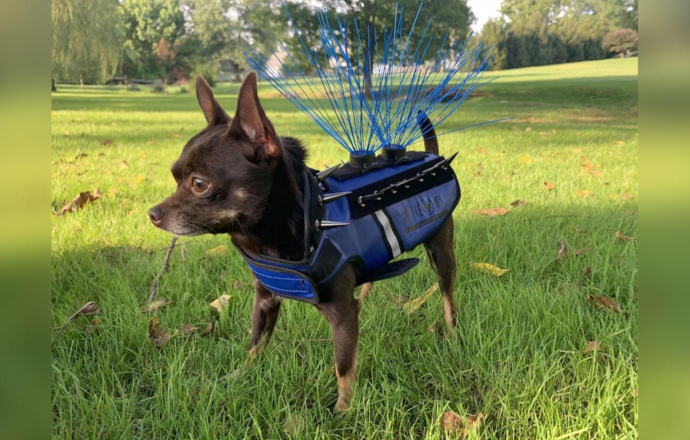 Coyote vest for store dogs shark tank