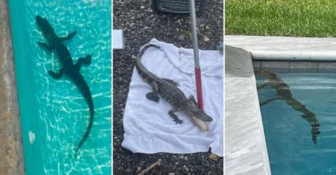 Image of Southport, North Carolina reported its highest number of alligators in the community in a single week.