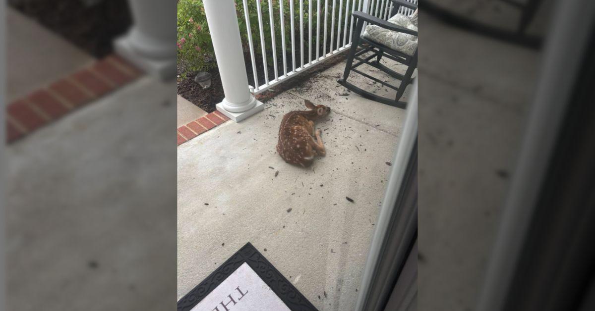 Image of The deer was in safe hands with its rescue team.