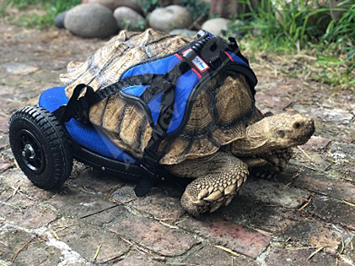 disabled tortoise in his custom made wheelchair