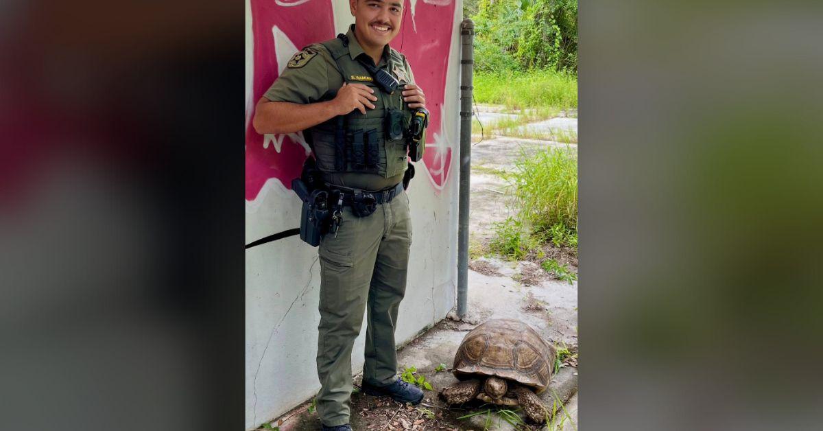 Image of A pet African tortoise was found roaming the streets and was reunited with his family thanks to Facebook.