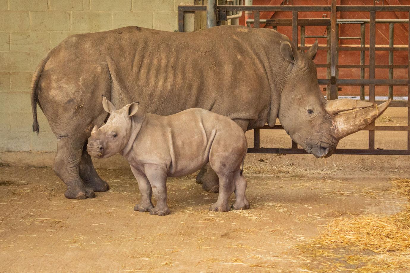 whipsnade zookeepers count every animal for their annual stocktake