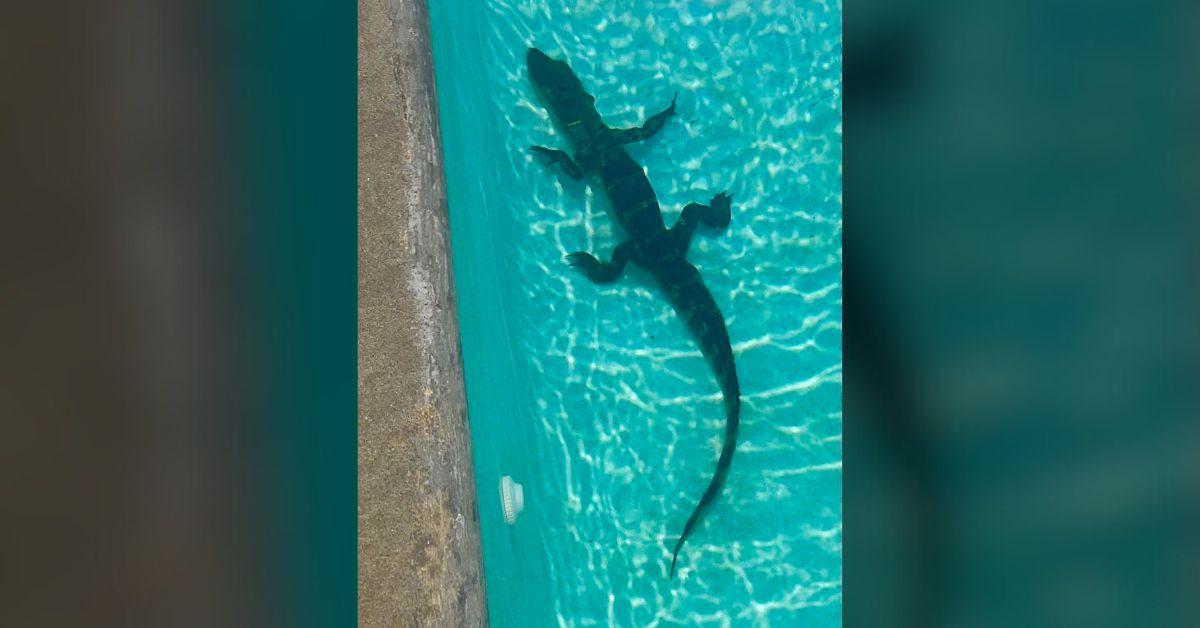Image of A famous amphibian, the alligator likes to sneak into people's pools.