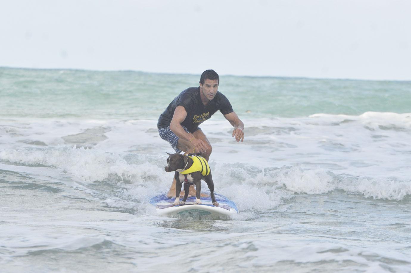 surf dog festival takes place on miami beach in natal