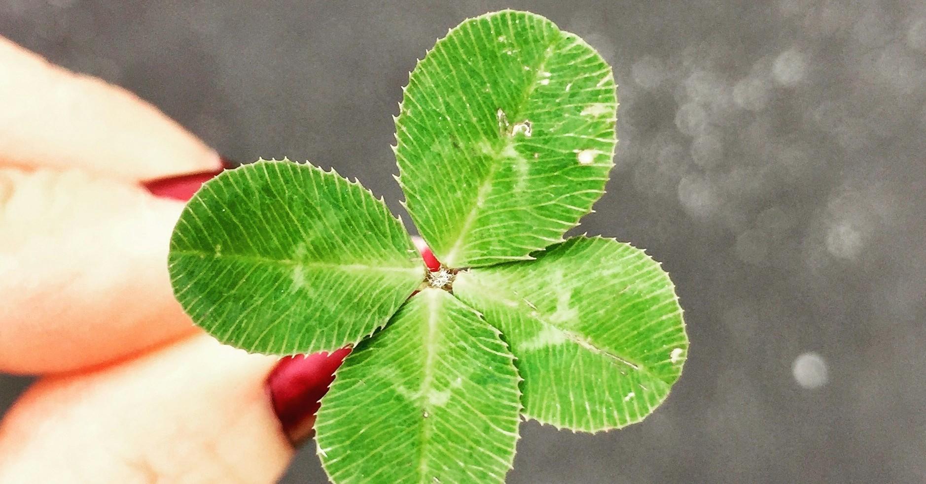 Photo of a four-leaf clover. 