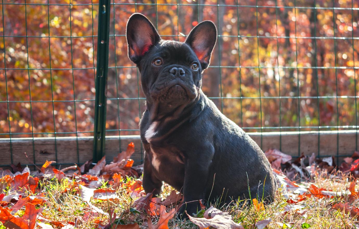 american kennel club top dog breeds