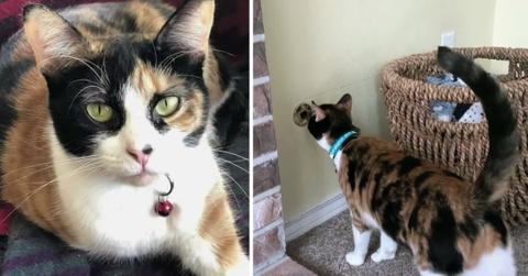 cat saved our lives alerting family gas leak oregon mh