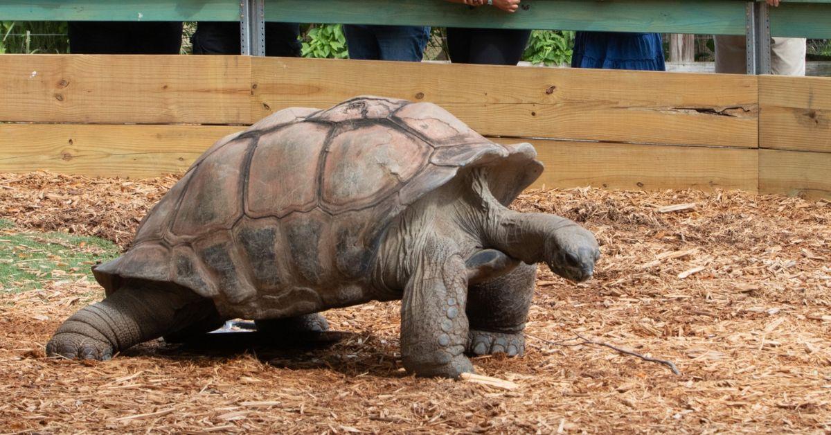 Image of The Indianapolis Zoo is very proud of its Aldabra giant tortoises.