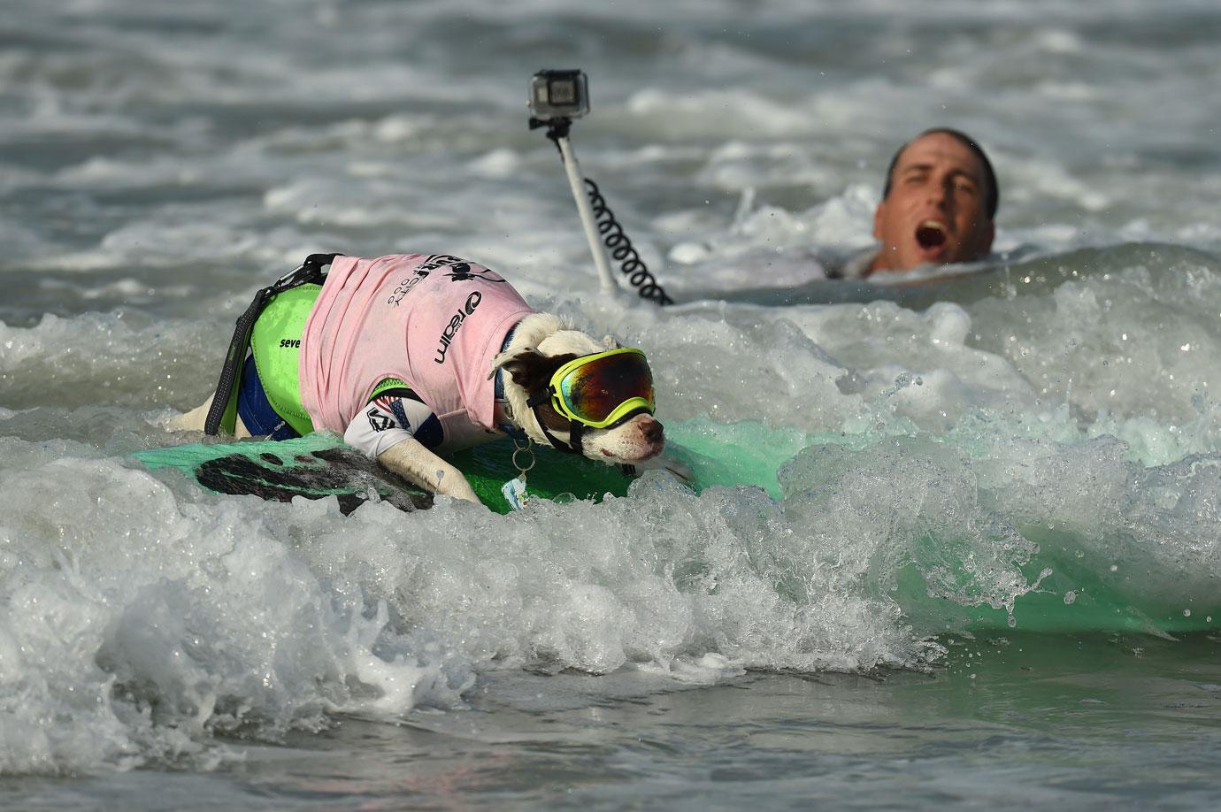 surf city surf dog competition