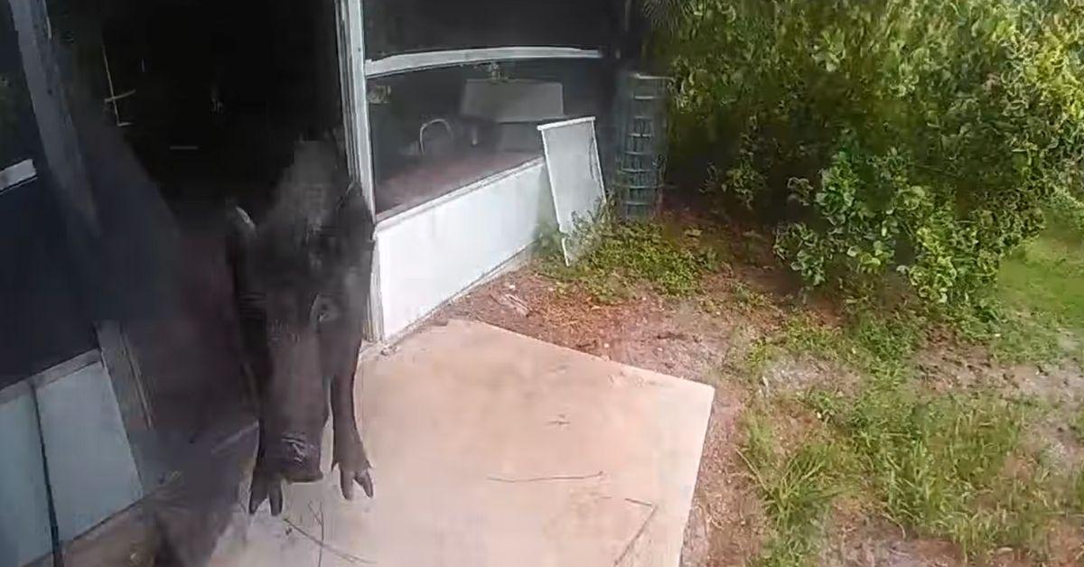 Image of The intruder charged the officer wearing the bodycam.