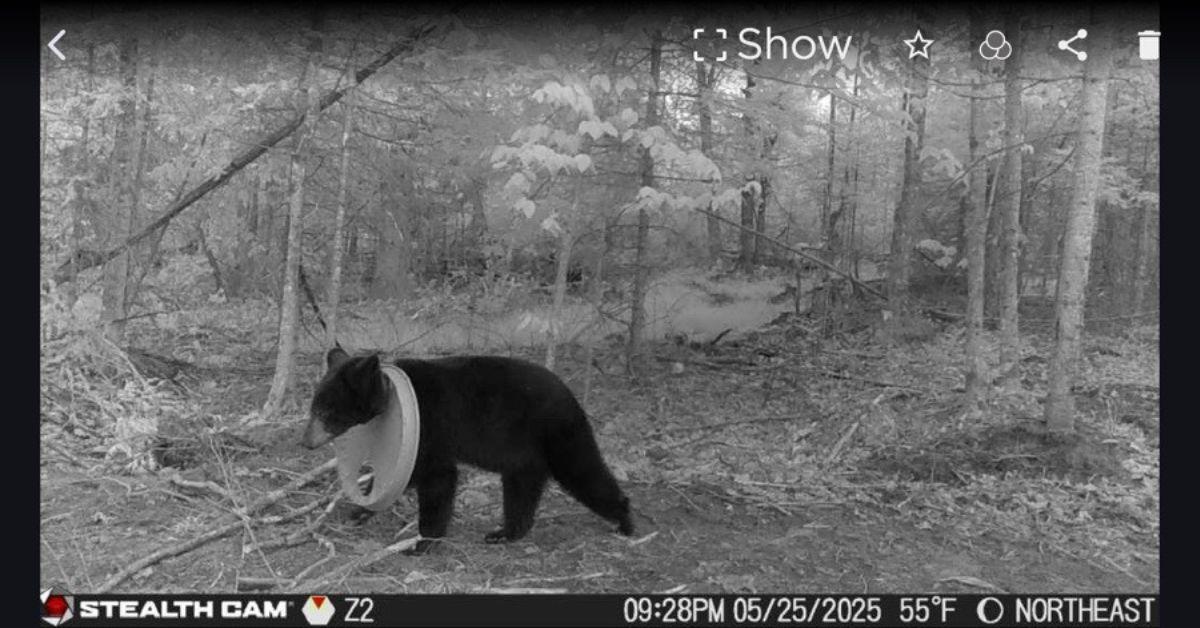 Image of The bear's neck had been stuck in a plastic lid for two years.