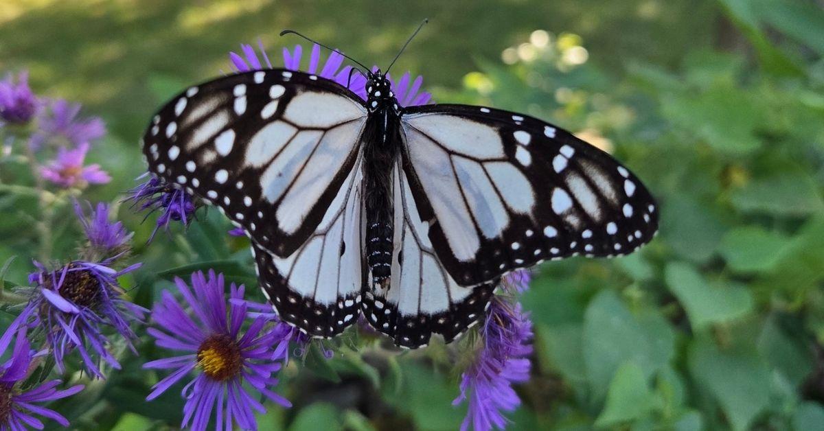 Image of White monarch butterflies are incredibly rare and the circumstances of this sighting made it extra special.
