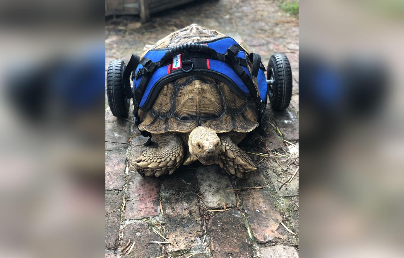 disabled tortoise in his custom made wheelchair