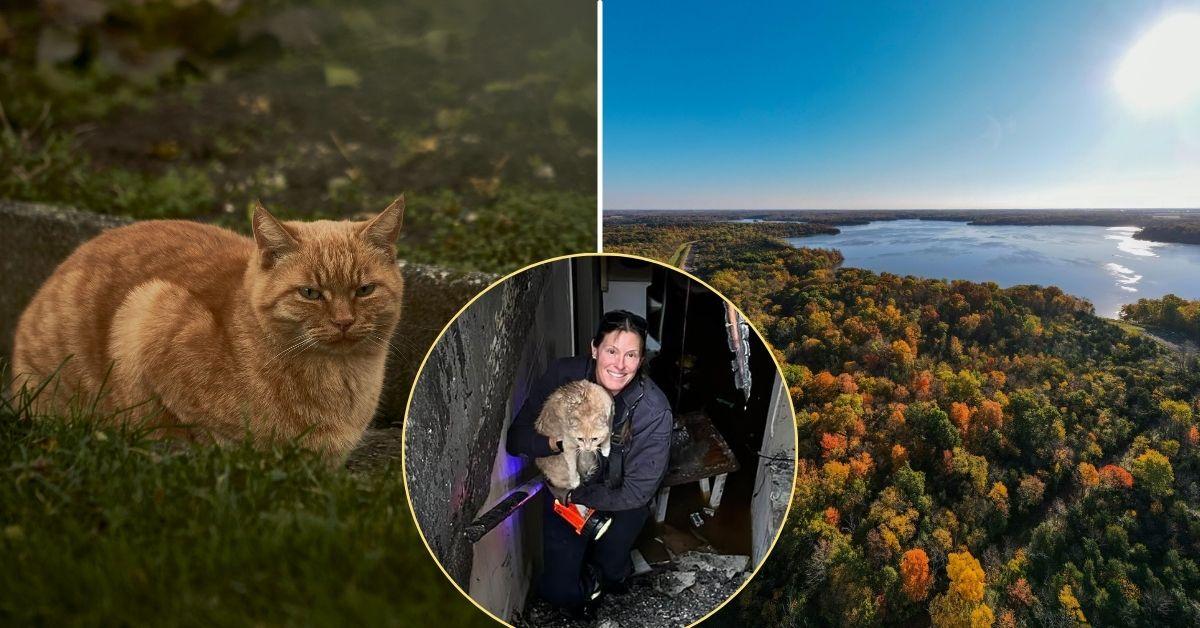 Image of A cat in Ohio happily survived a 'devastating' house fire.