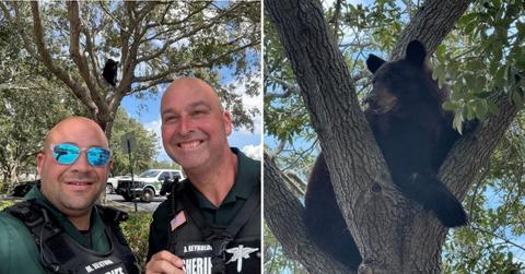 Image of Florida police recently helped rescue an injured black bear.