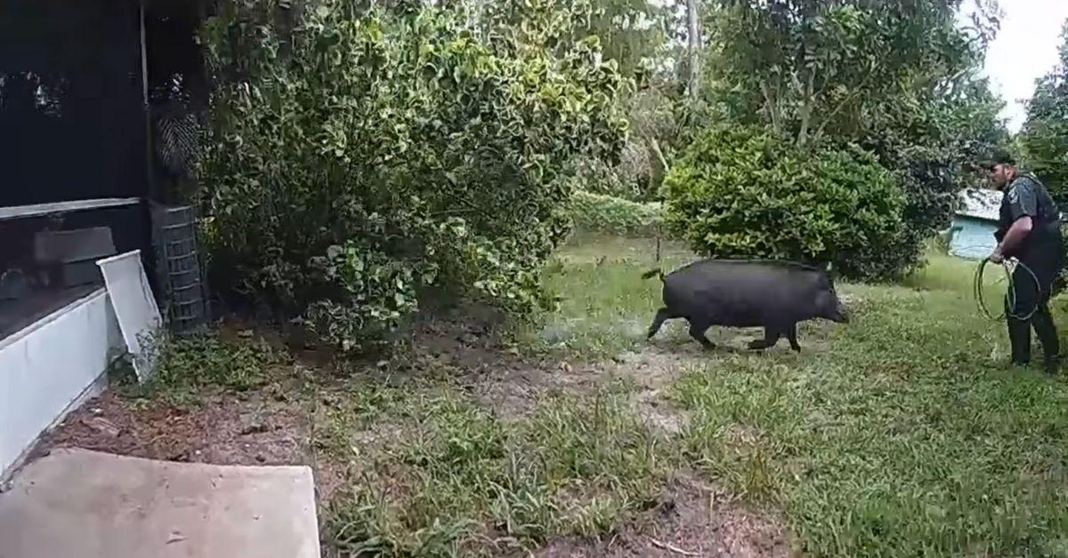 Image of An officer attempted to lasso the boar with a rope.
