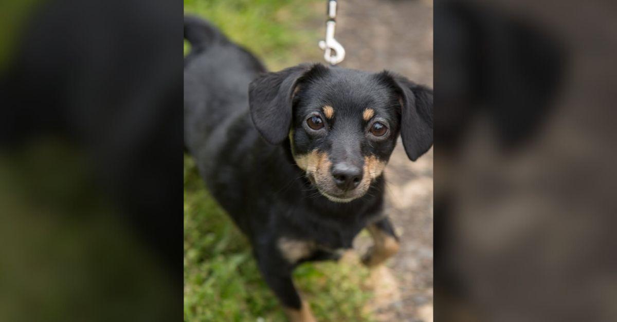 Image of Dogs make up an important part of Fort Vancouver's rich history.