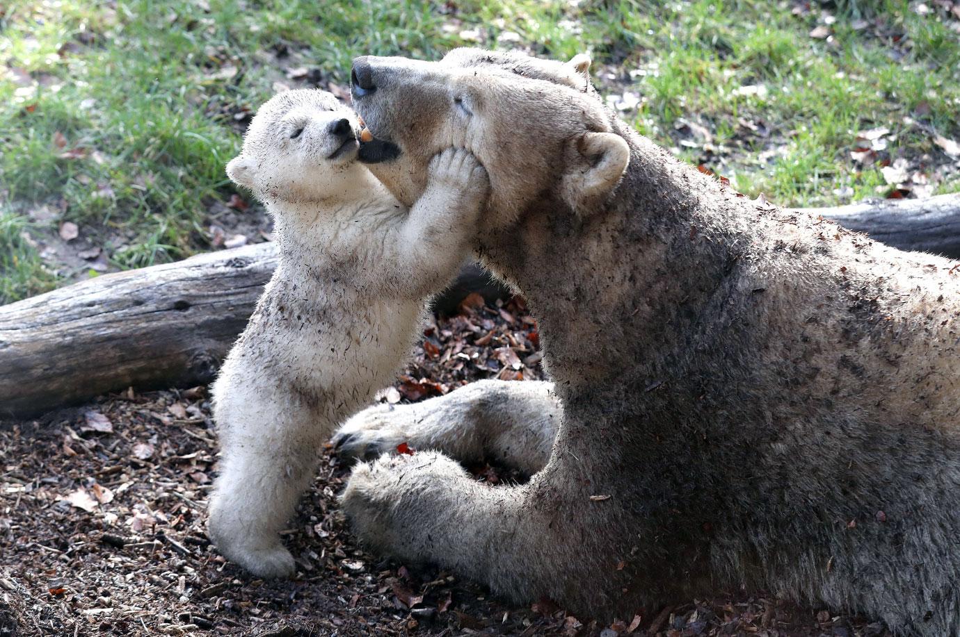 first outing baby polar bear with mom mh