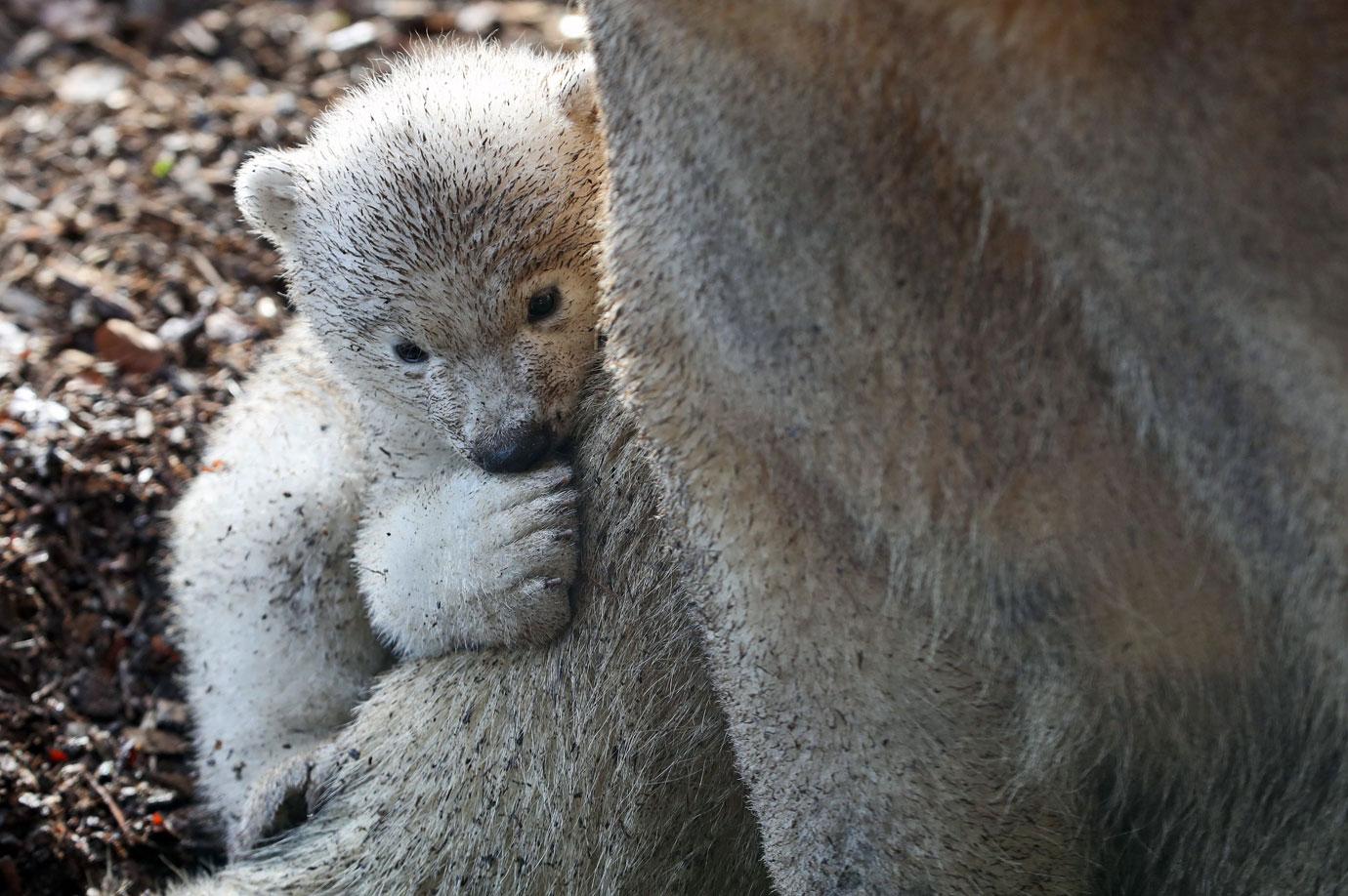 first outing baby polar bear with mom mh