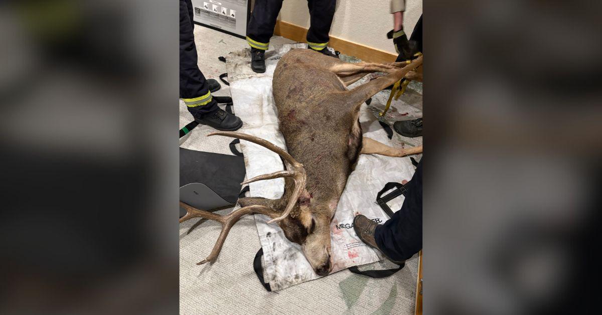 Image of Officers tranquilized the deer to make it easier to transport them.