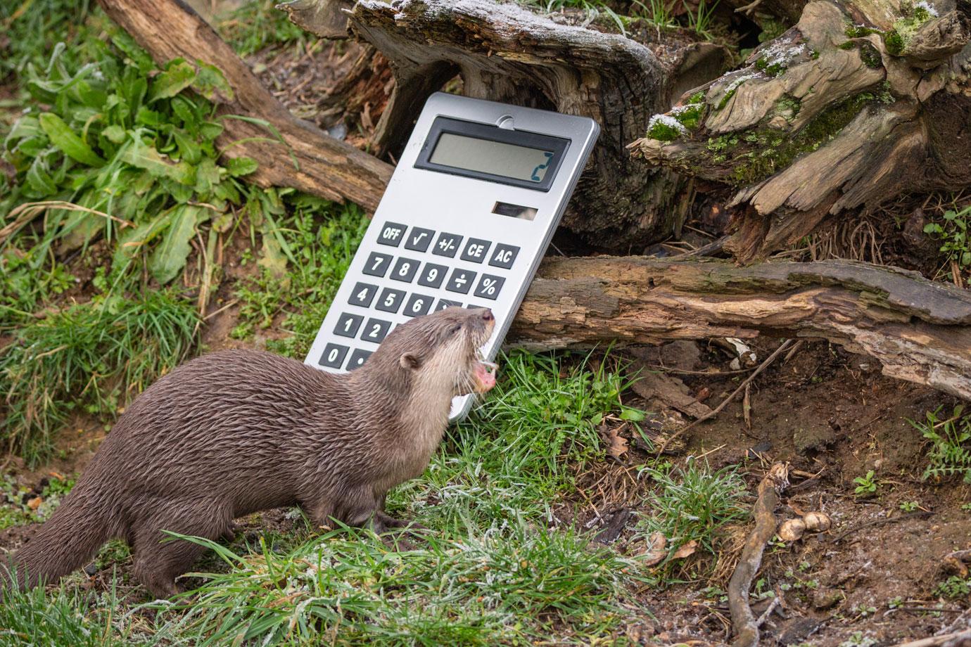 whipsnade zookeepers count every animal for their annual stocktake