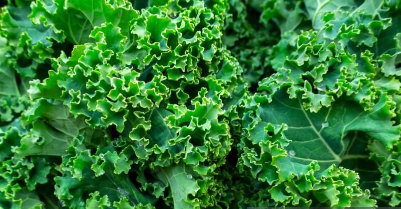 top foods that fight osteoporosis