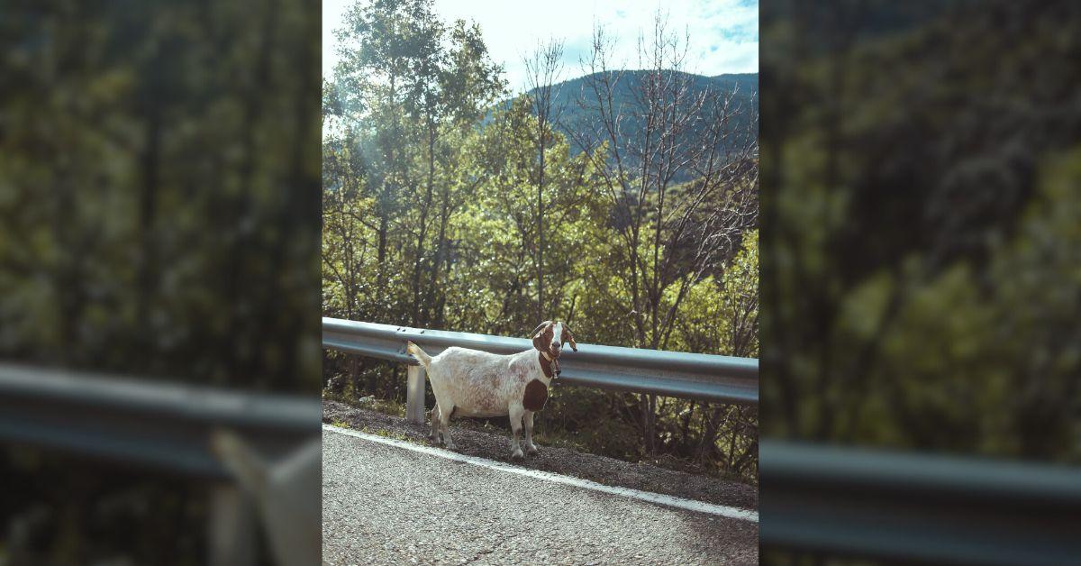 Image of The goats caused disruptions to traffic.
