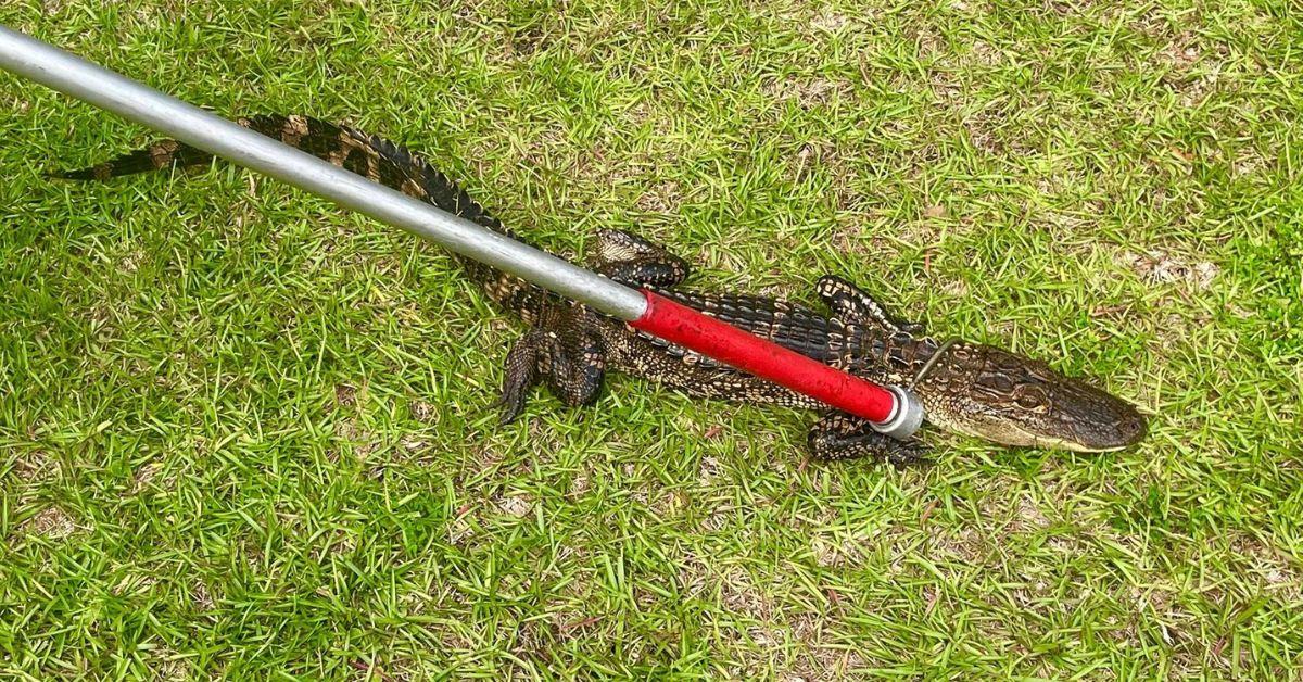 Image of Officers attempt to catch a roaming gator.