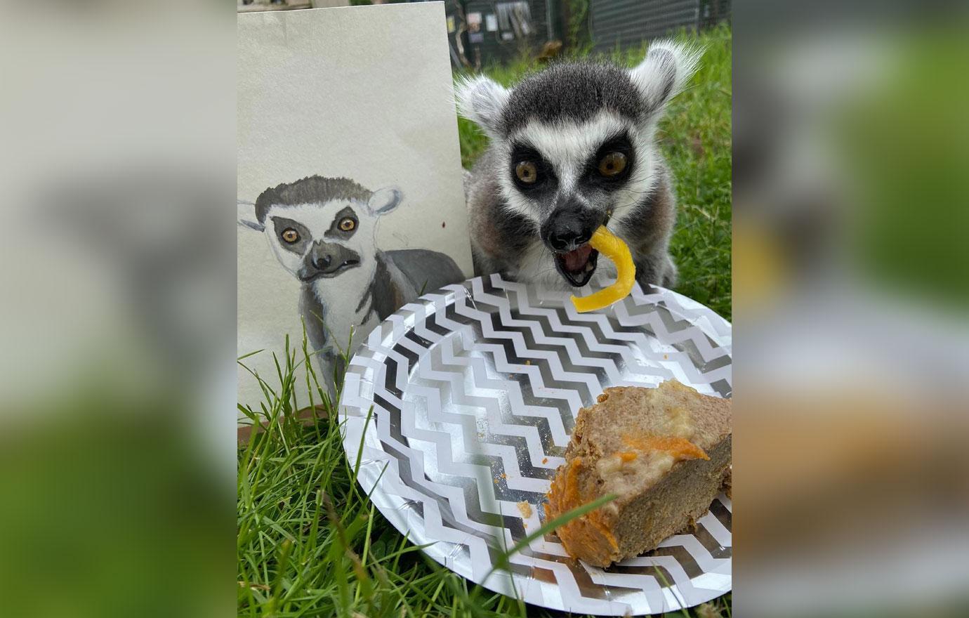 worlds oldest lemur turns