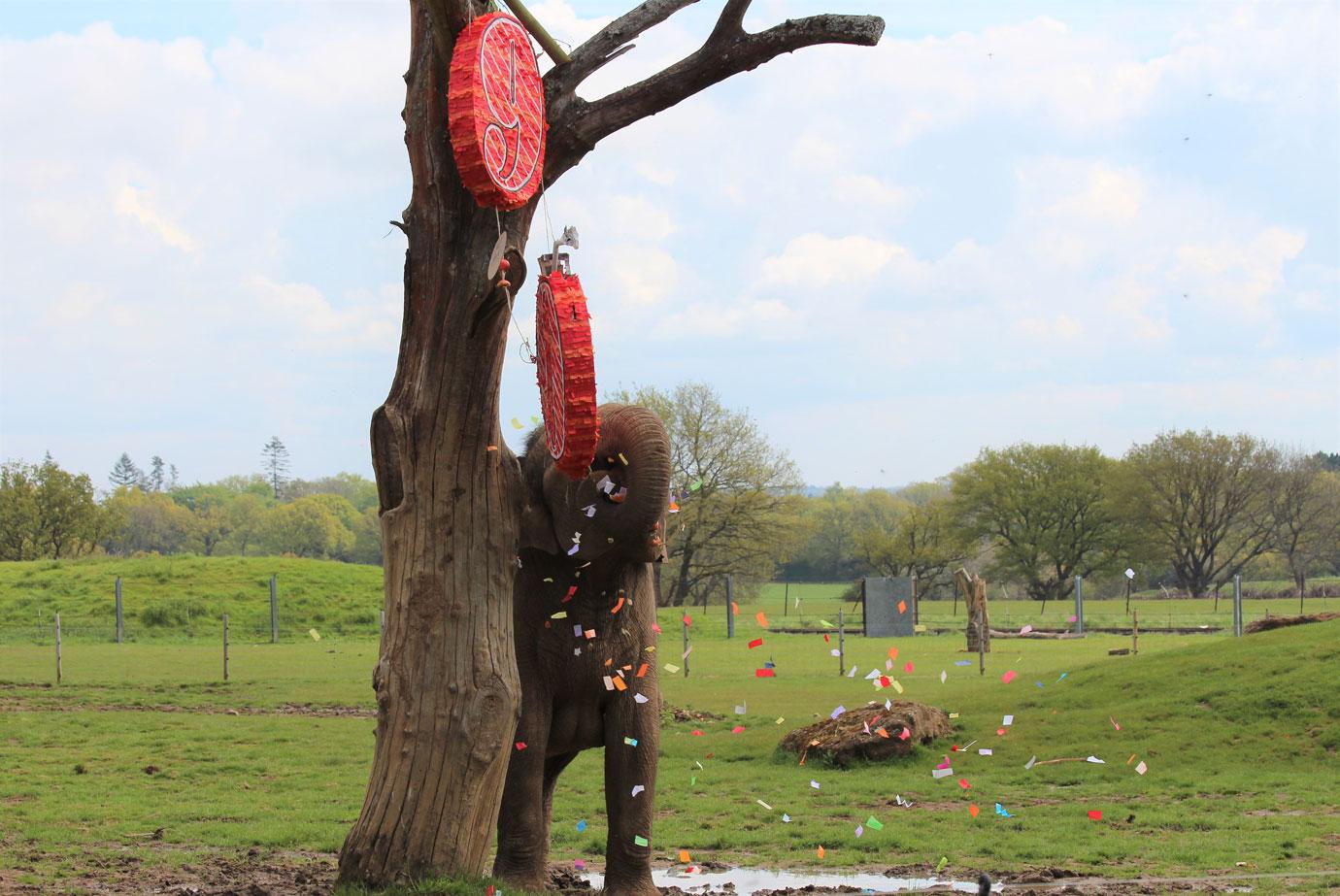 smashing fun for elephants at zsl whipsnade