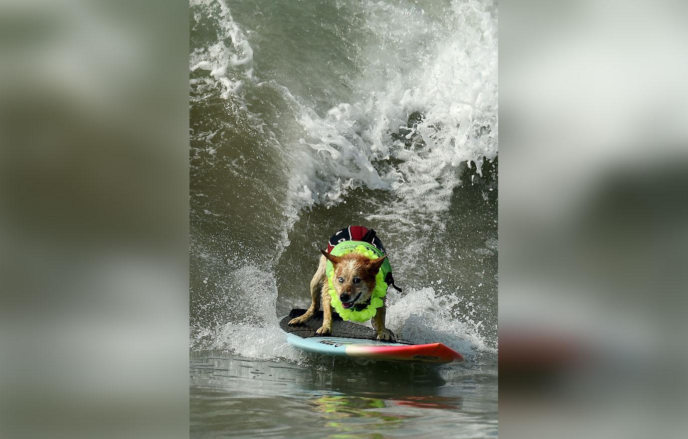 surf city surf dog competition