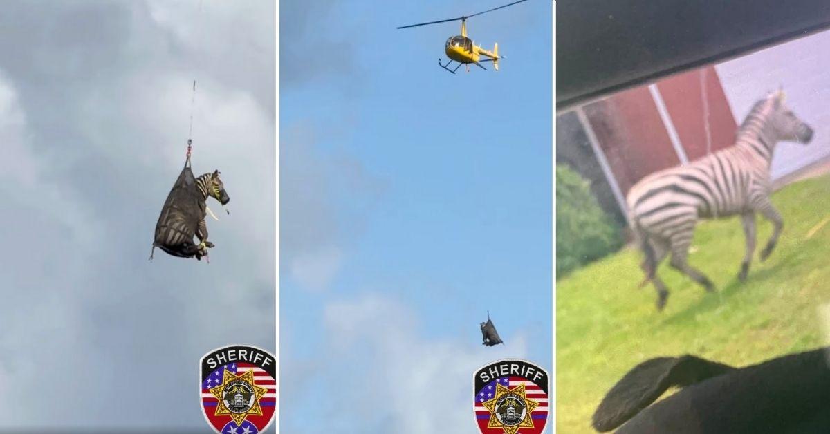 Image of Escaped zebra Ed became a celebrity after remaining on the run for over a week in Tennessee.