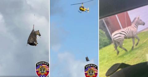 Image of Escaped zebra Ed became a celebrity after remaining on the run for over a week in Tennessee.