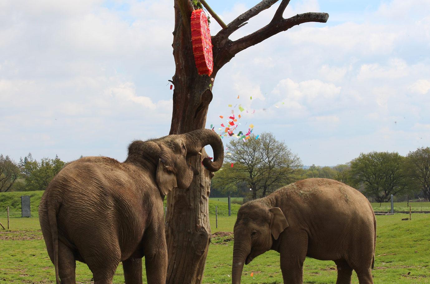 smashing fun for elephants at zsl whipsnade