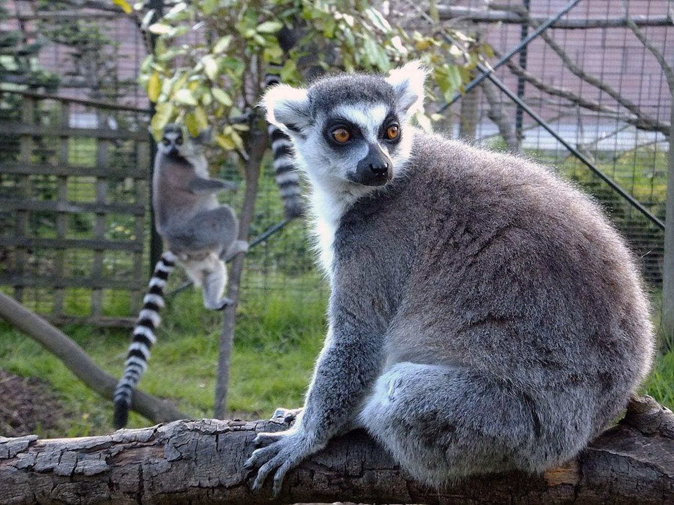 worlds oldest lemur turns