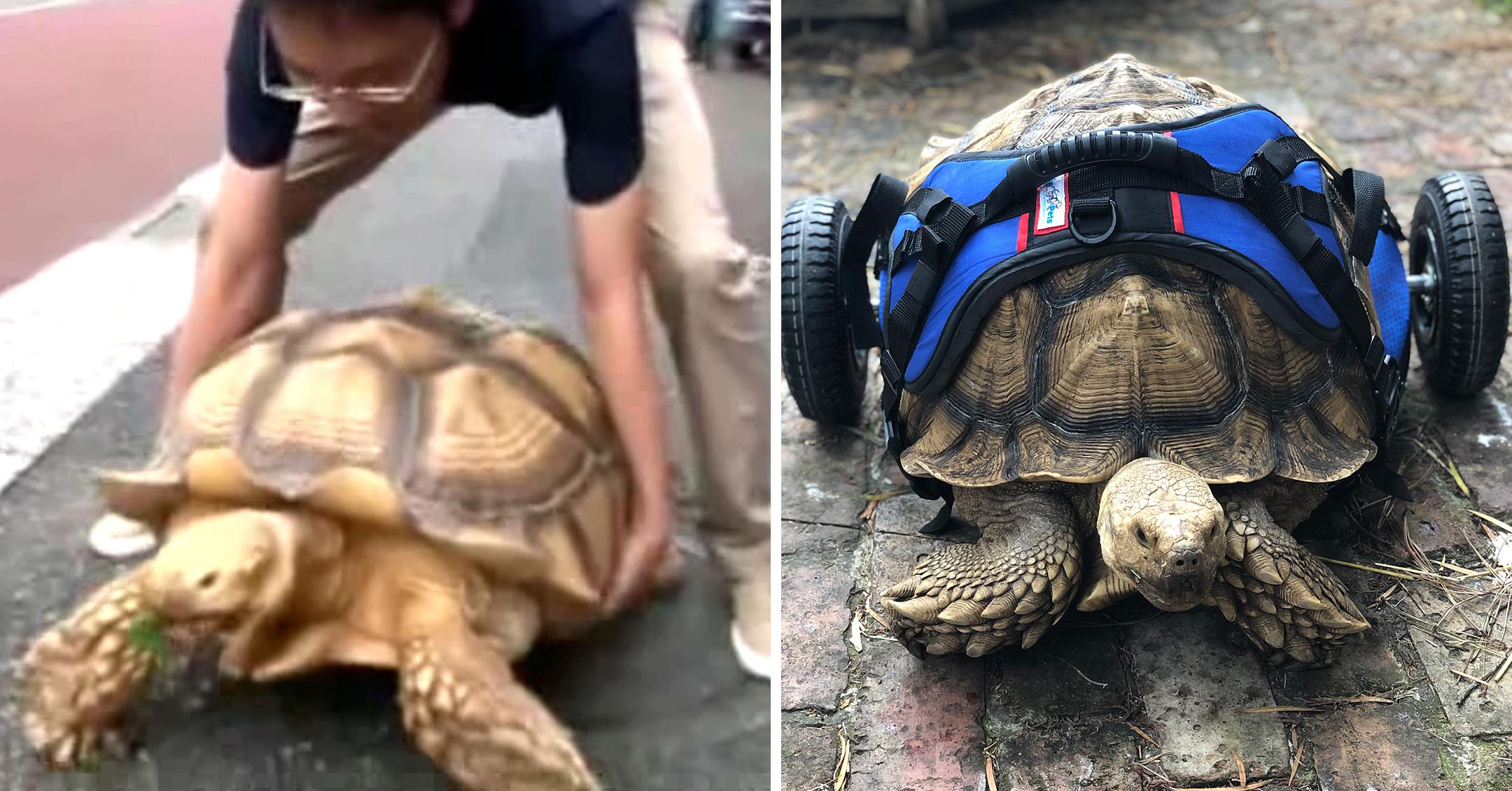 disabled tortoise in his custom made wheelchair