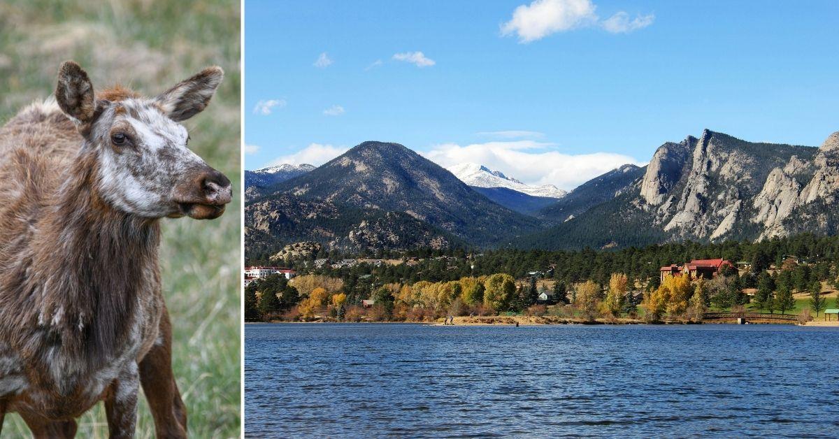 Image of A rare piebald elk was spotted in Colorado.