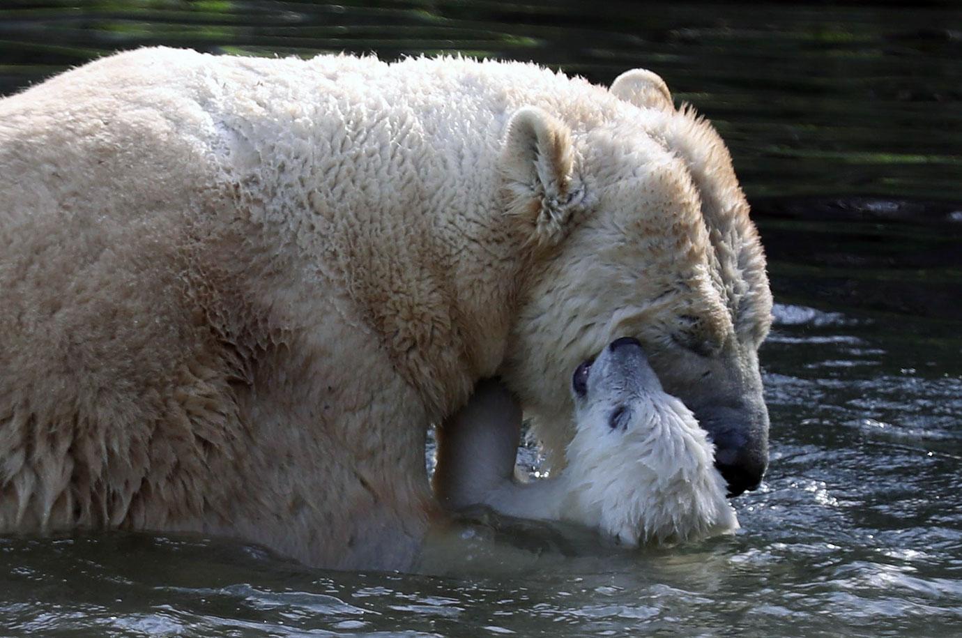 first outing baby polar bear with mom mh