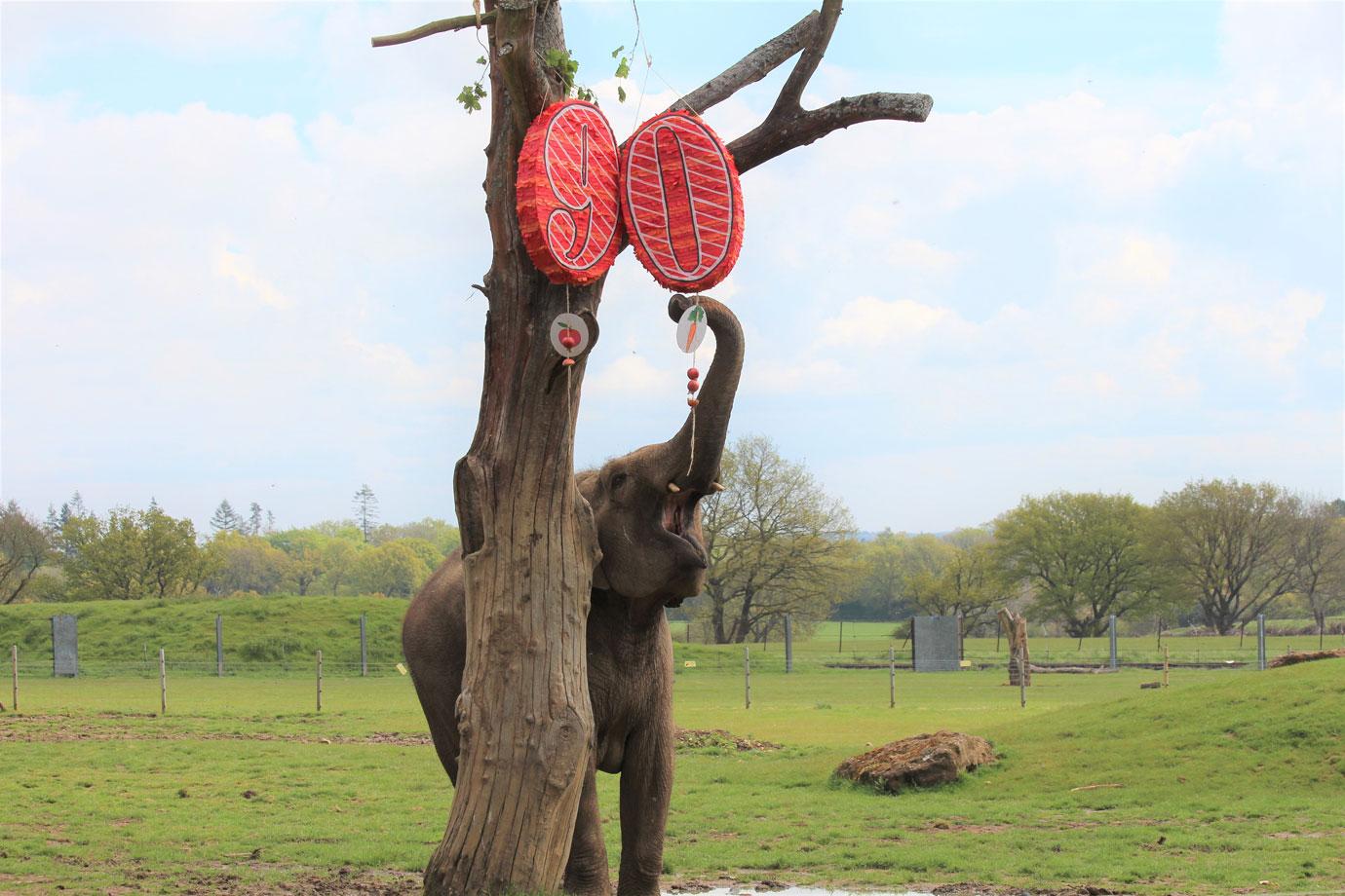 smashing fun for elephants at zsl whipsnade